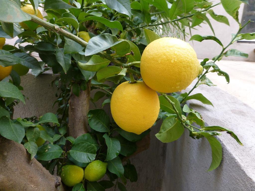 L'Orangeraie Et La Palmeraie D'Endoume Марсилия Екстериор снимка